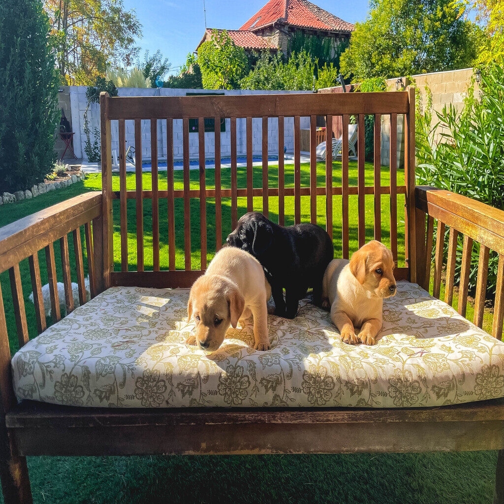 Casa rural para mascotas